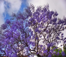 Jacaranda