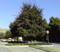 Encino Verde