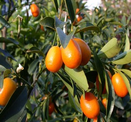 Kumquat