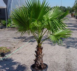 Washingtonia