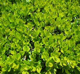 Buxus