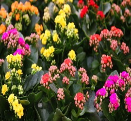 Kalanchoe