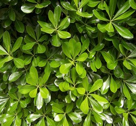 Pittosporum