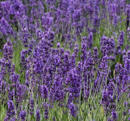 Lavanda