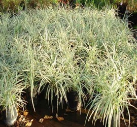 Liriope