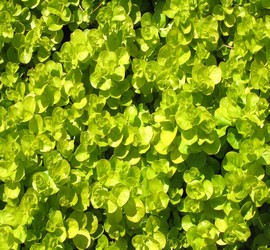 Lysimachia