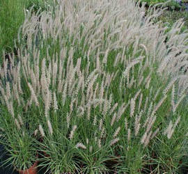 Pennisetum Verde