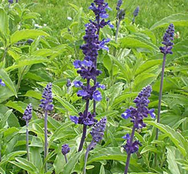 Salvia